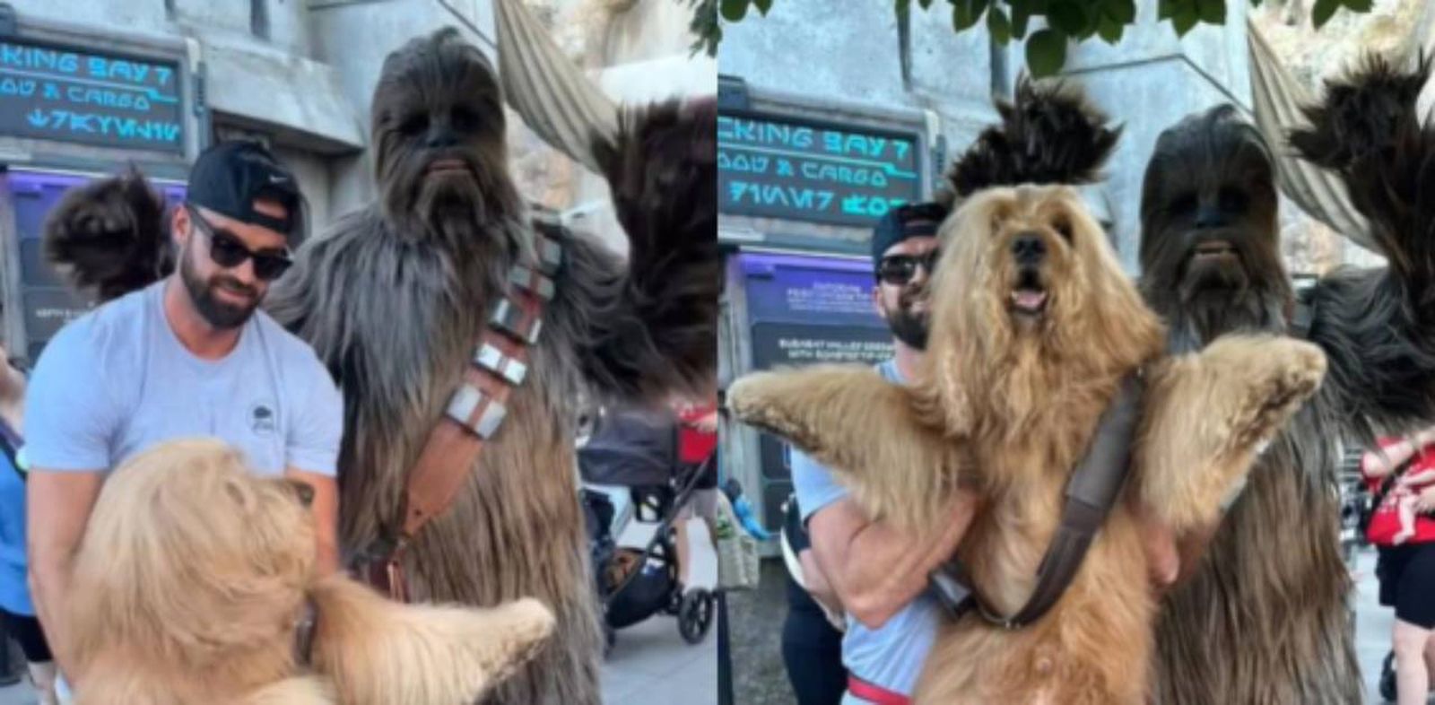 Chewbacca le dice a Brodie: Yo soy tu padre