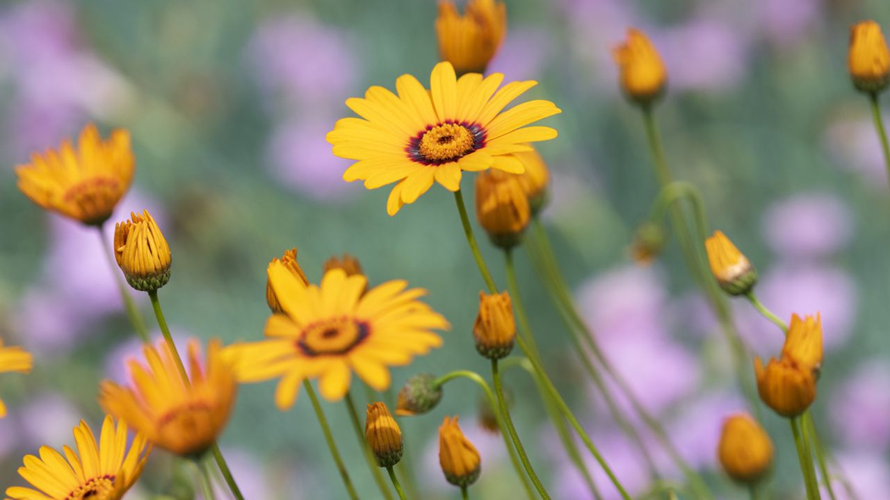 gazania flor