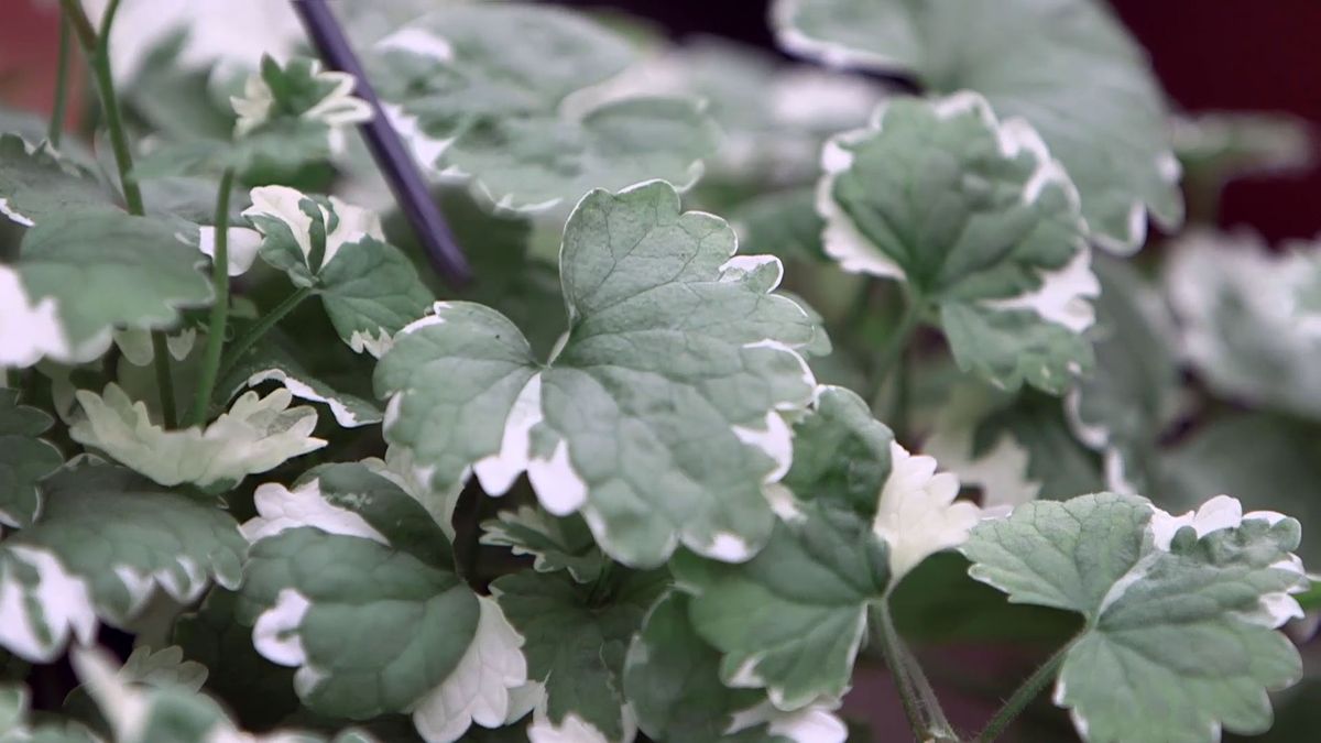 brico 0961 3 glecoma lamium glechoma