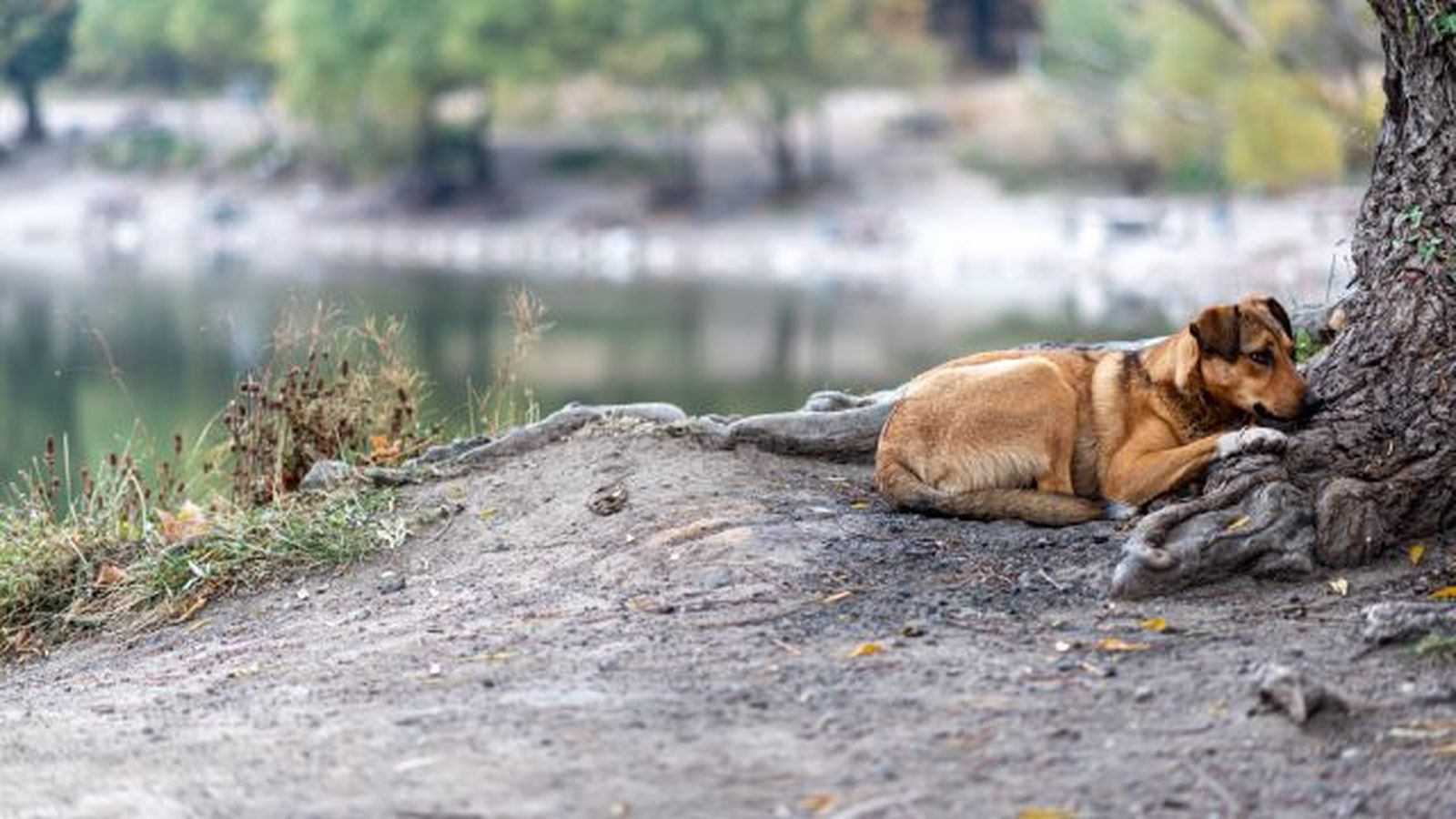 como pasear a un perro miedoso 4