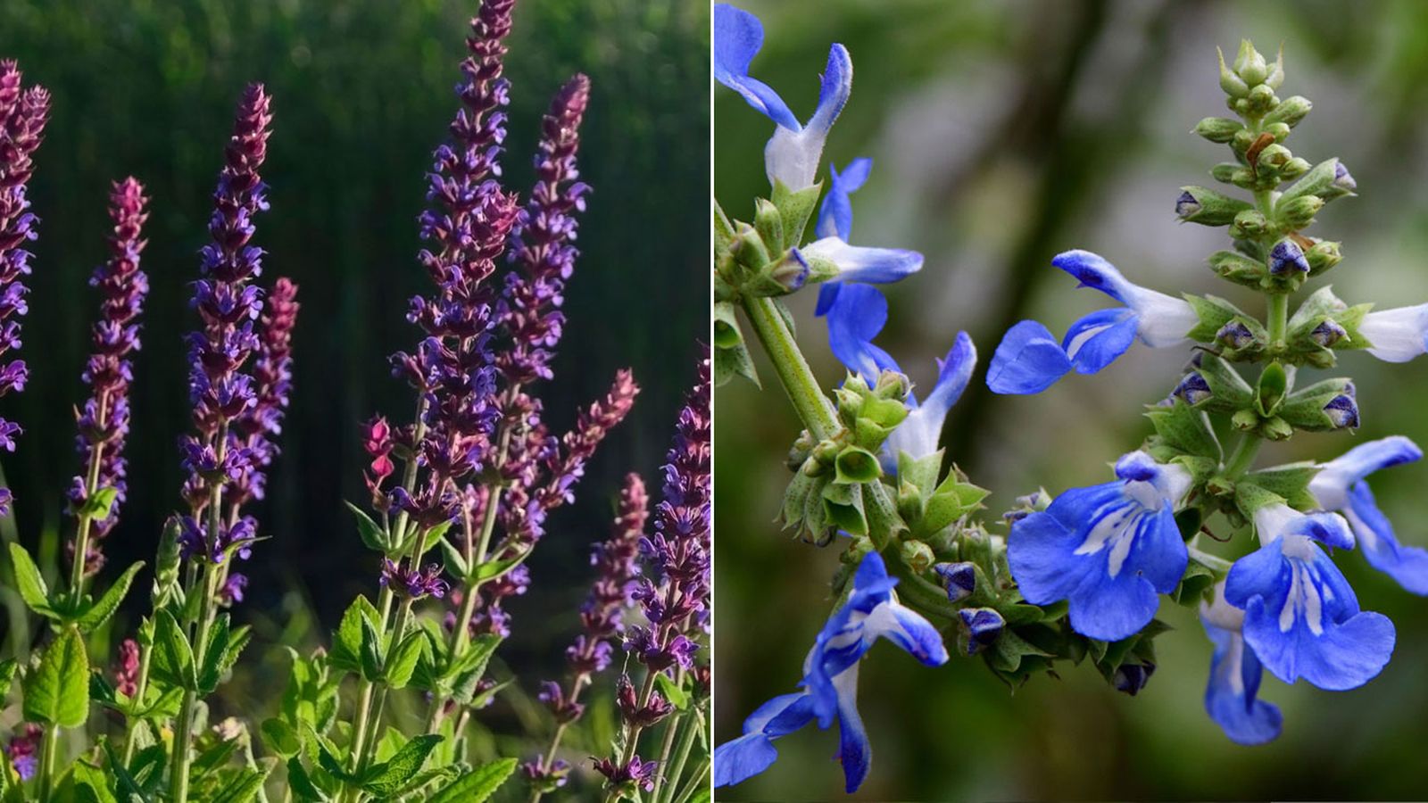 Dos variedades de salvia para otoño