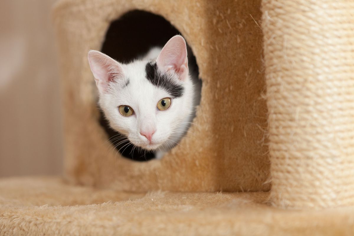 mascotas rascadores gatos refugio