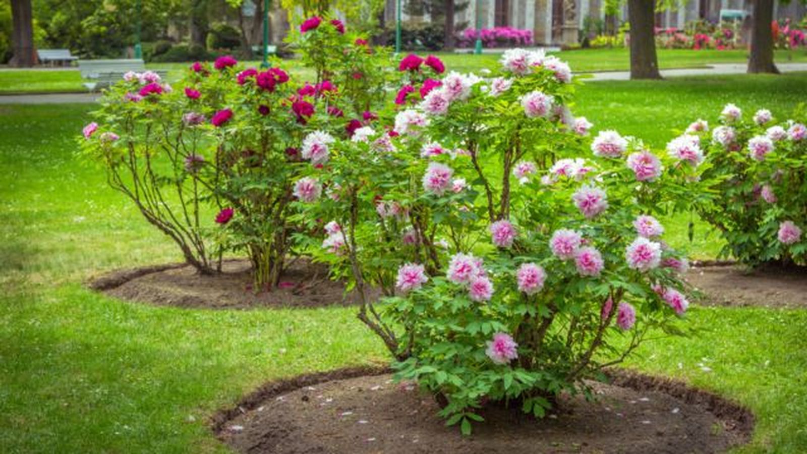 peonias enn el jardin