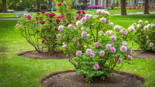 peonias enn el jardin