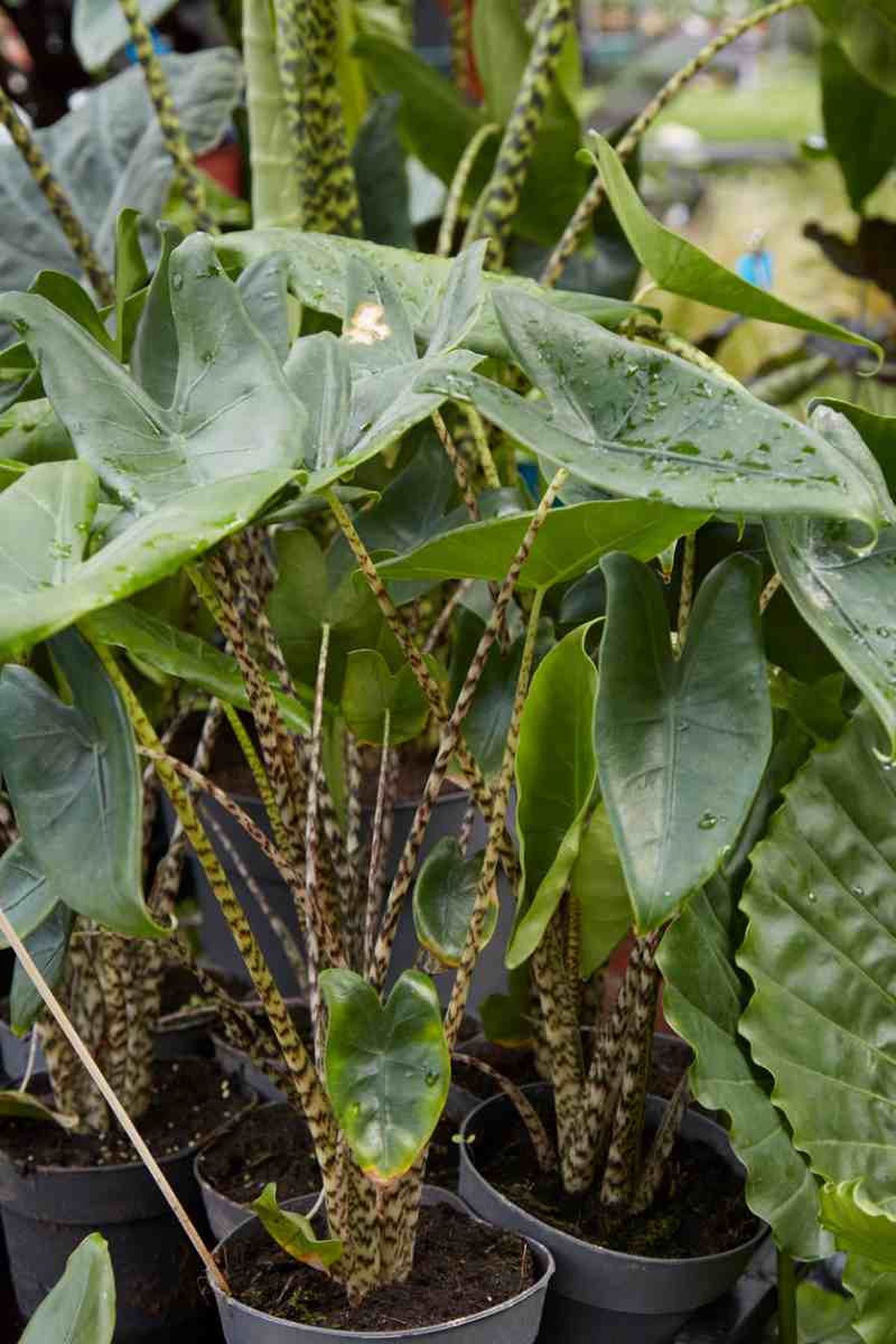 Alocasia Zebrina.