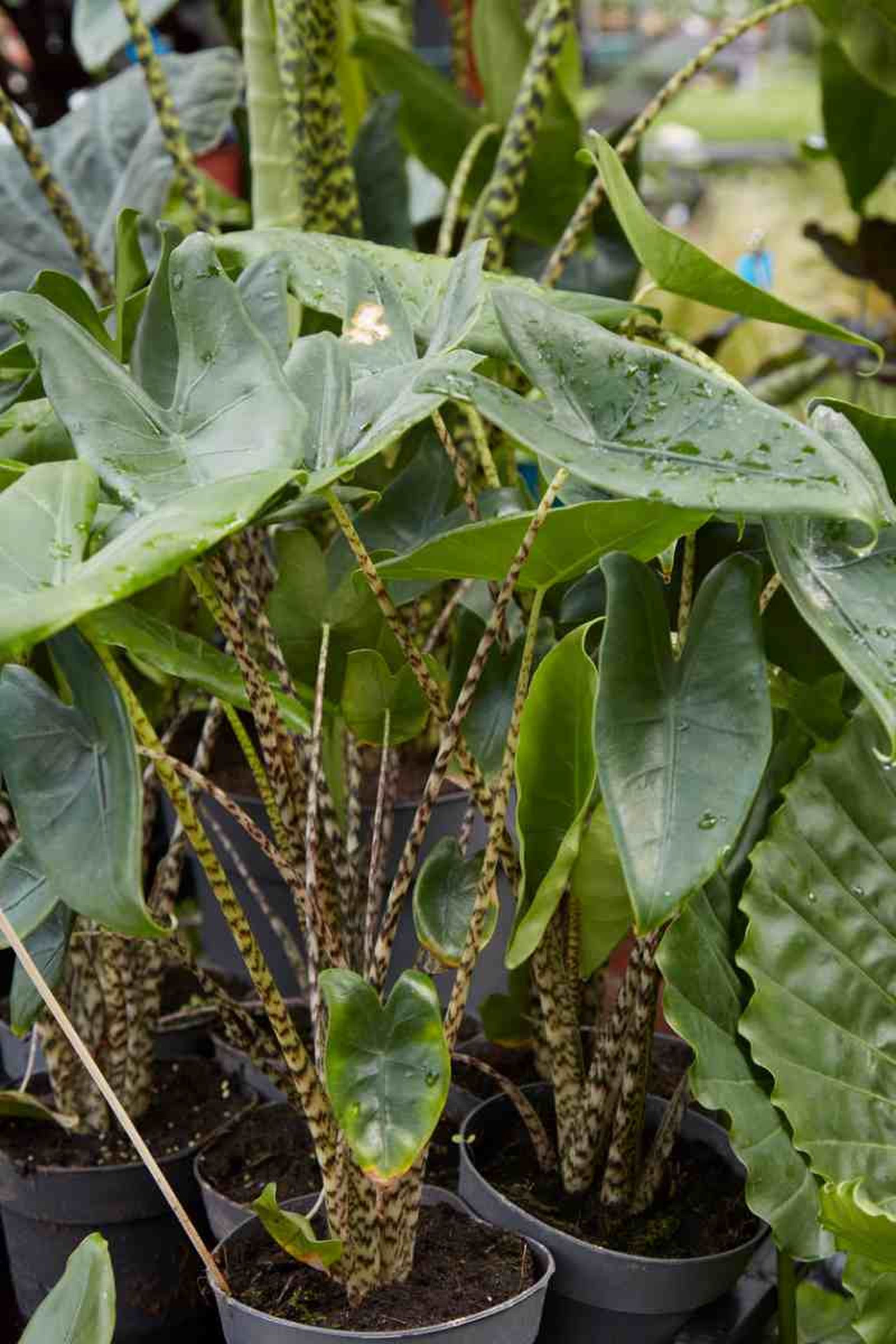 Alocasia Zebrina.
