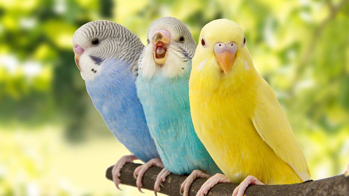 idioma periquitos agapornis xl