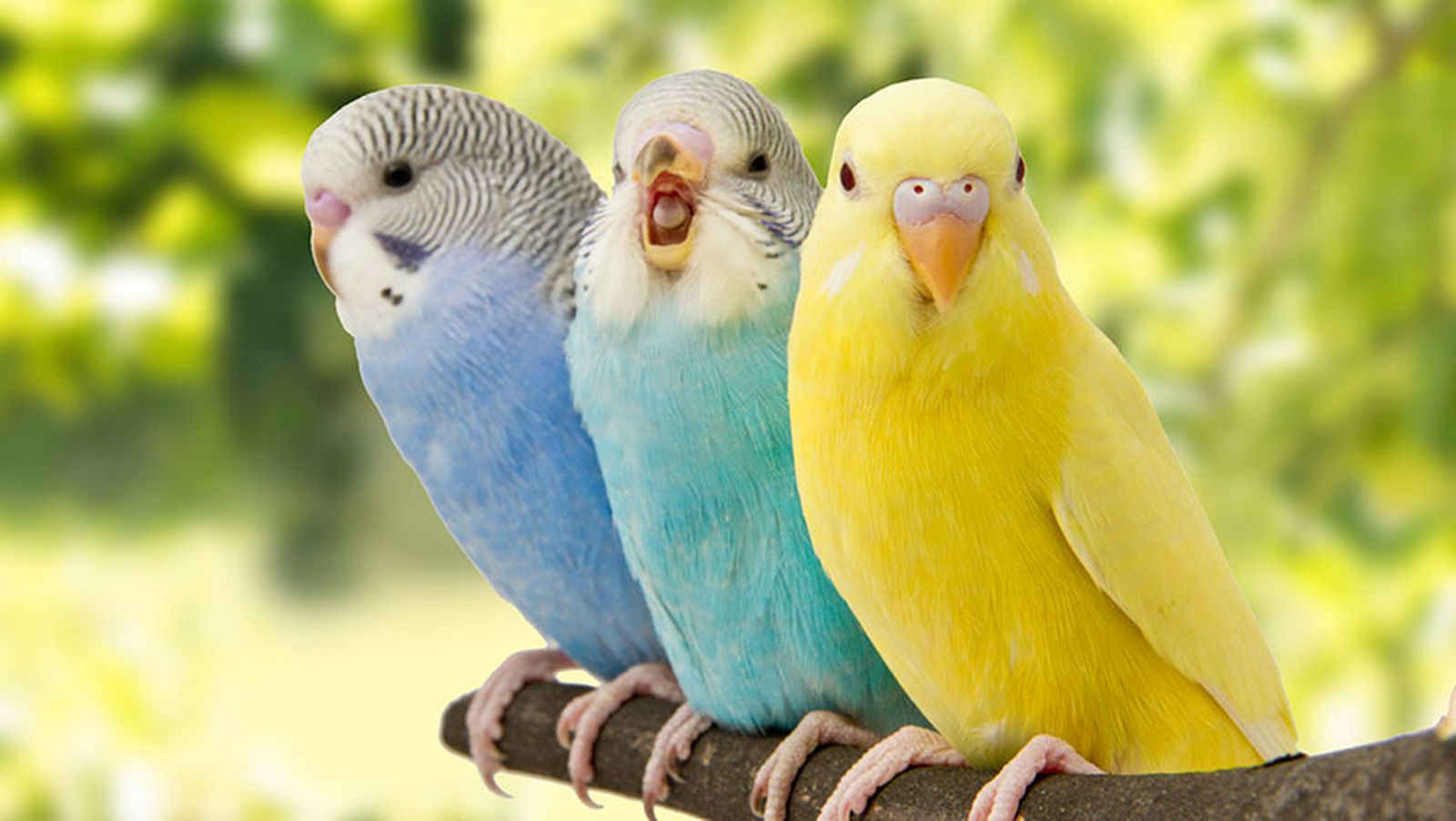 idioma periquitos agapornis xl