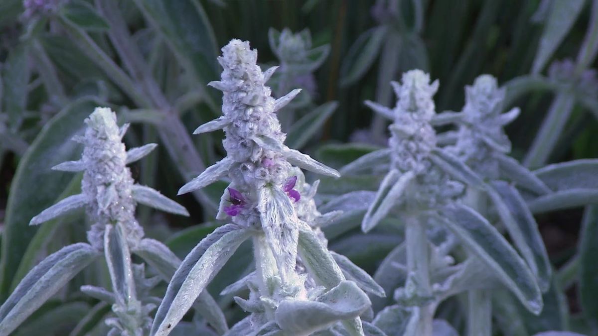 deco 774 jardin stachys lanata byzantina pelito