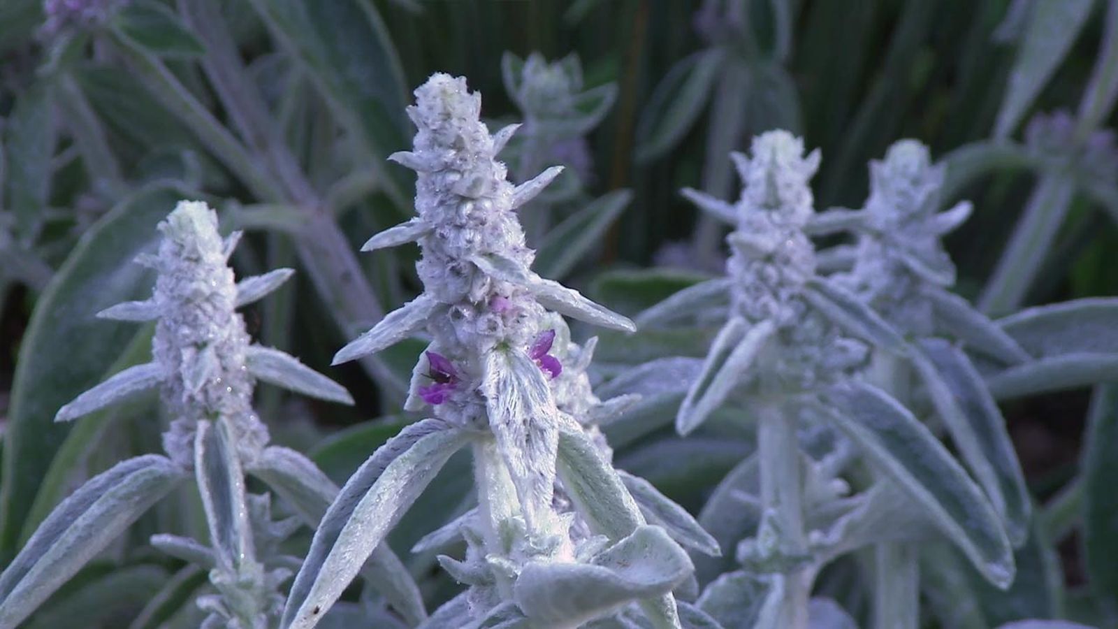 deco 774 jardin stachys lanata byzantina pelito