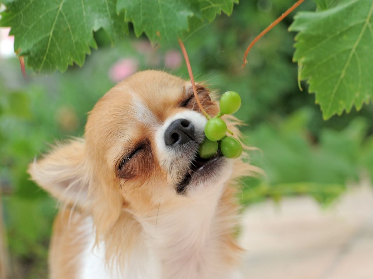 Las uvas son tóxicas para los perros