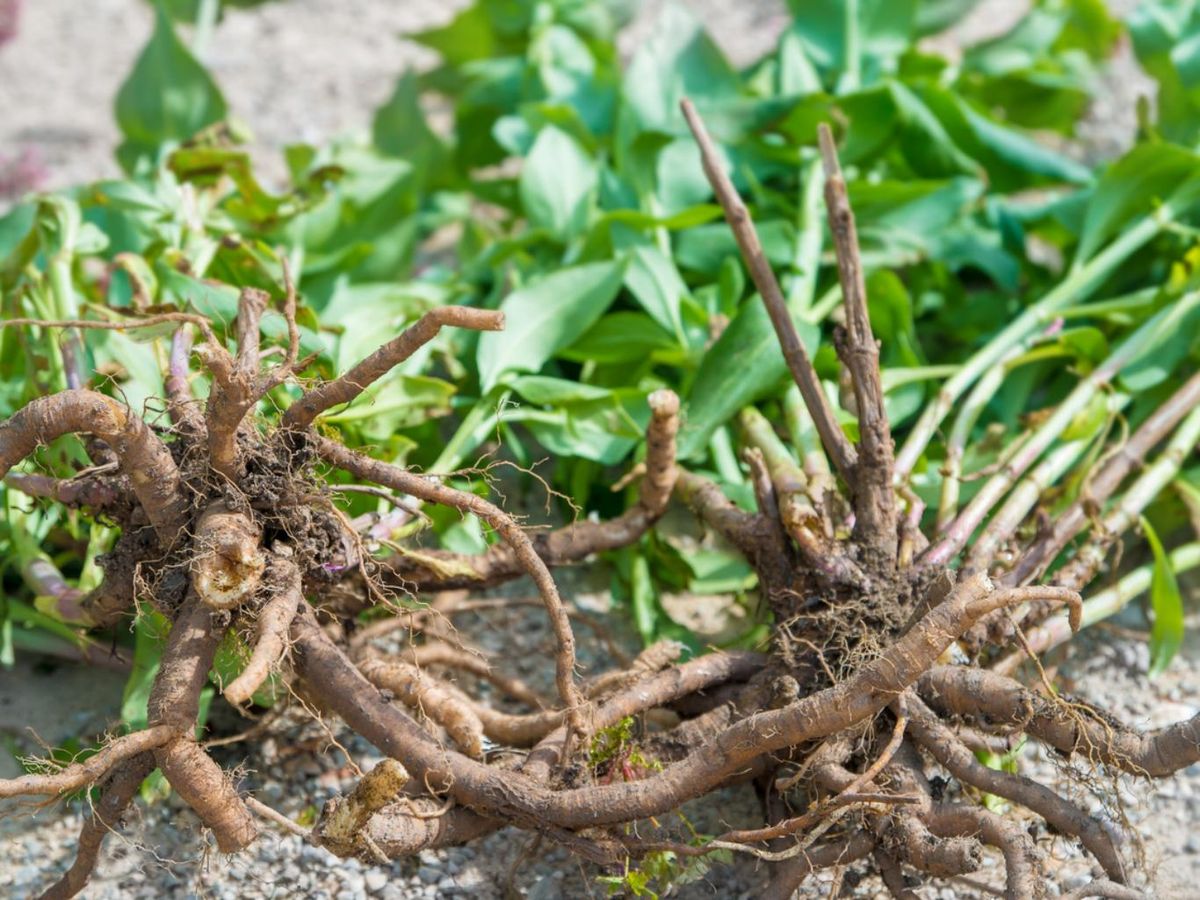 La valeriana es una raíz con efecto sedante natural que mejora la calidad del sueño.