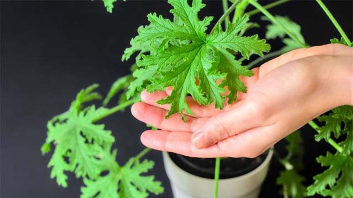 Pelargonium citrosum