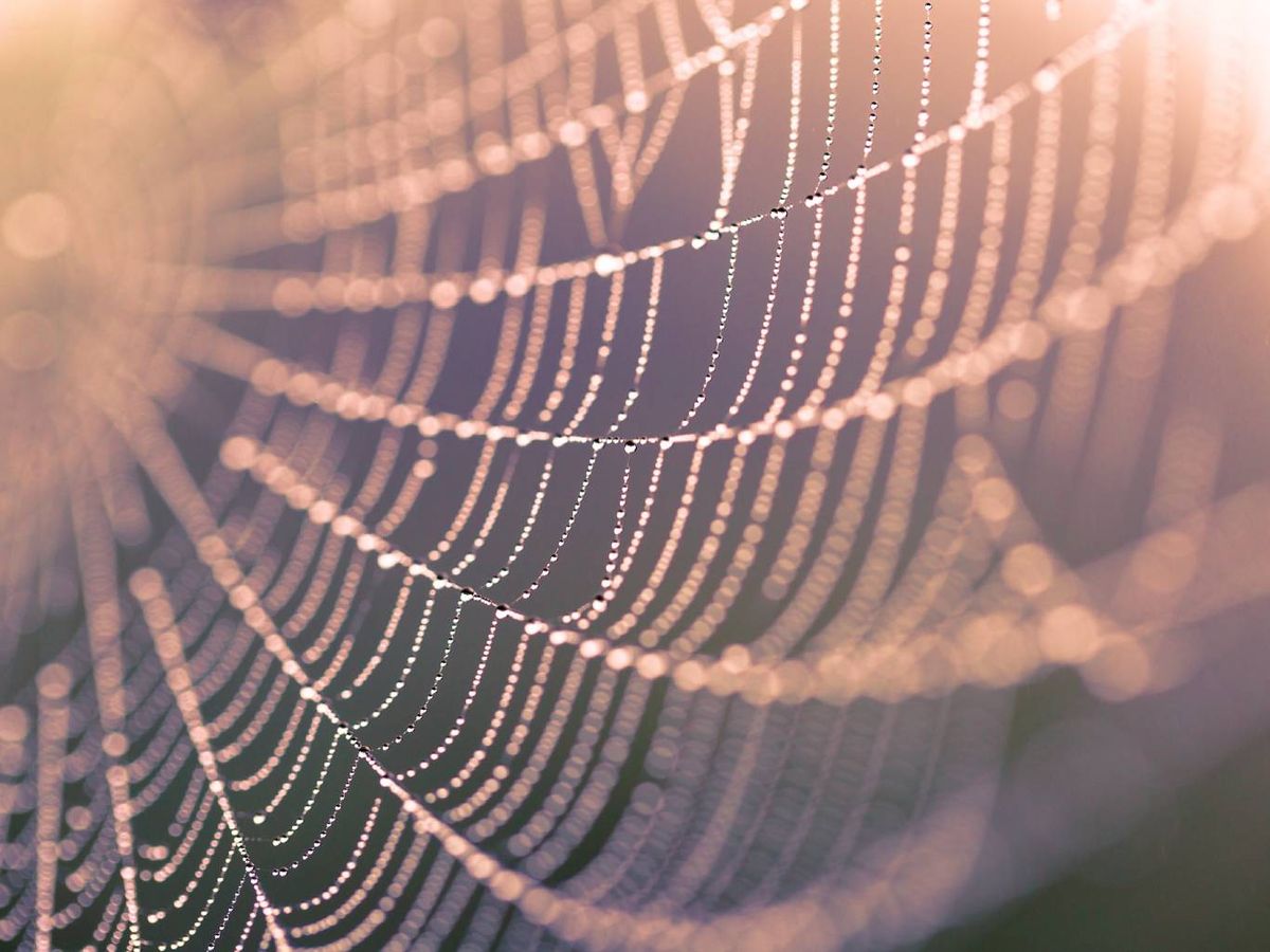 La araña es considerada un símbolo que denota poder.