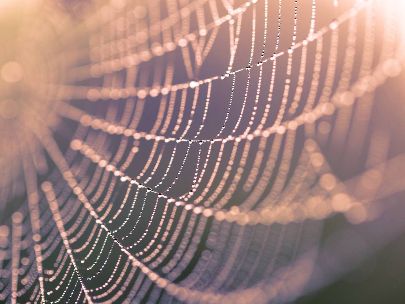 La araña es considerada un símbolo que denota poder.