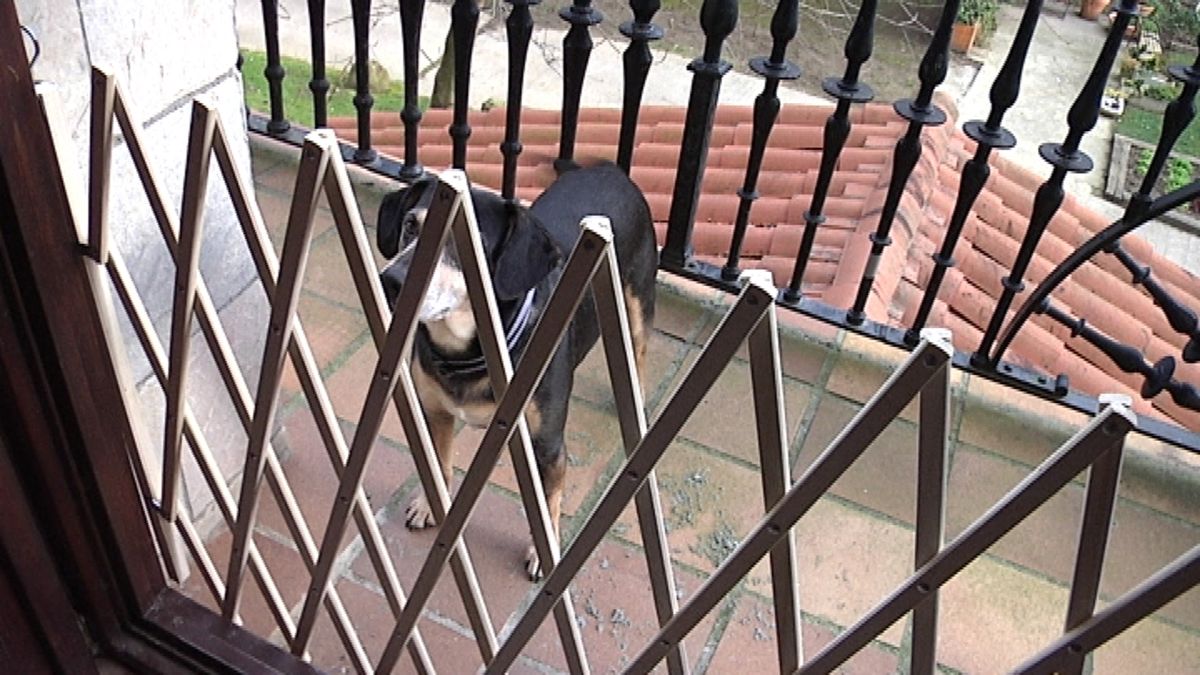 Cierre extensible para mascotas paso 8