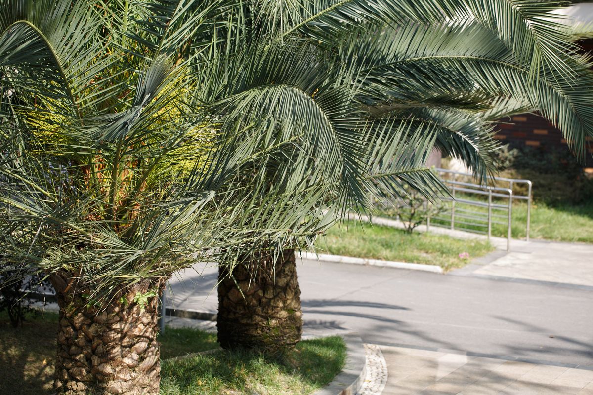 Phoenix canariensis