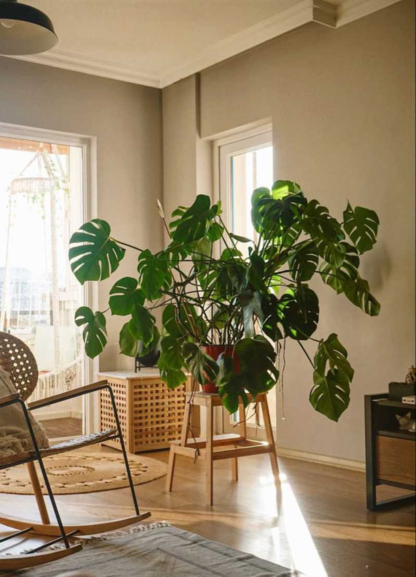 Salón decorado con una Costilla de Adán.