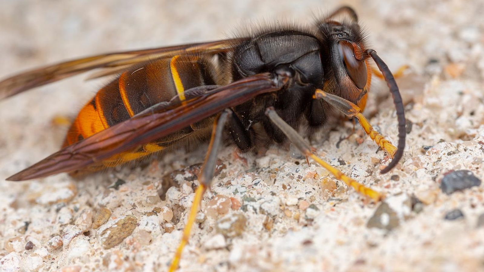 avispa asiatica 1