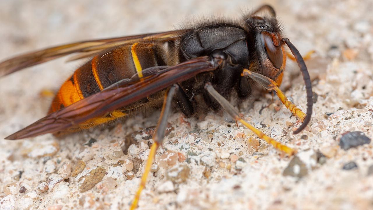 avispa asiatica 1