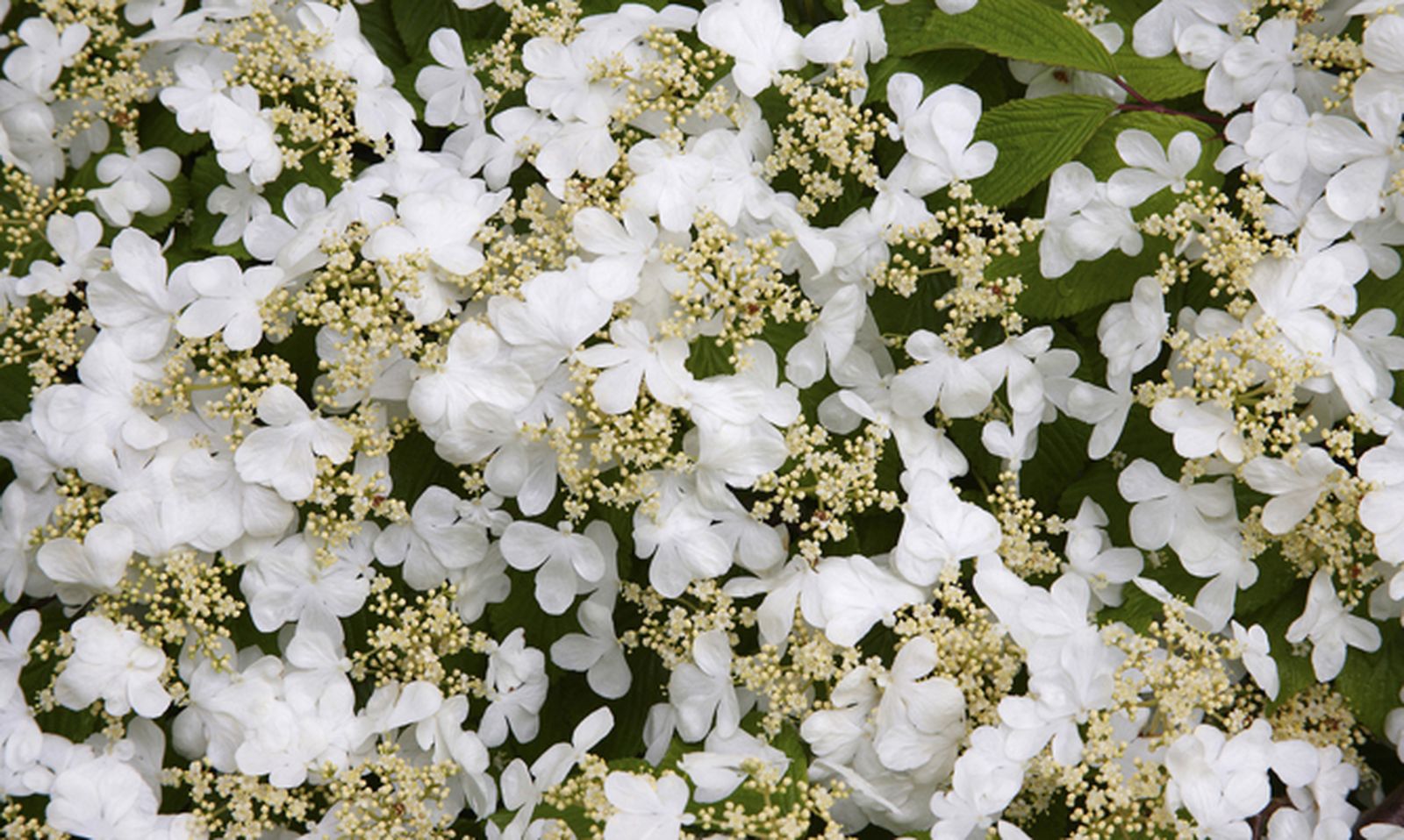 Viburnum plicatum mariesii