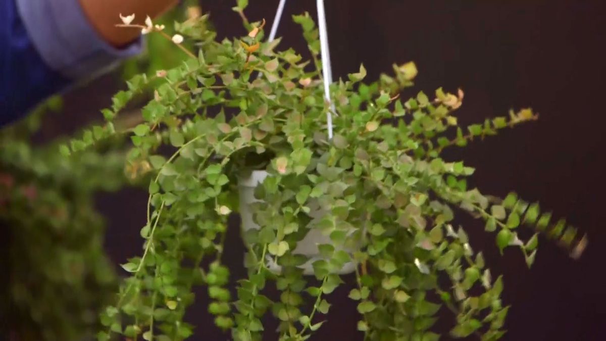 brico 932 3 cestos colgantes plantas poca tierra dischidia