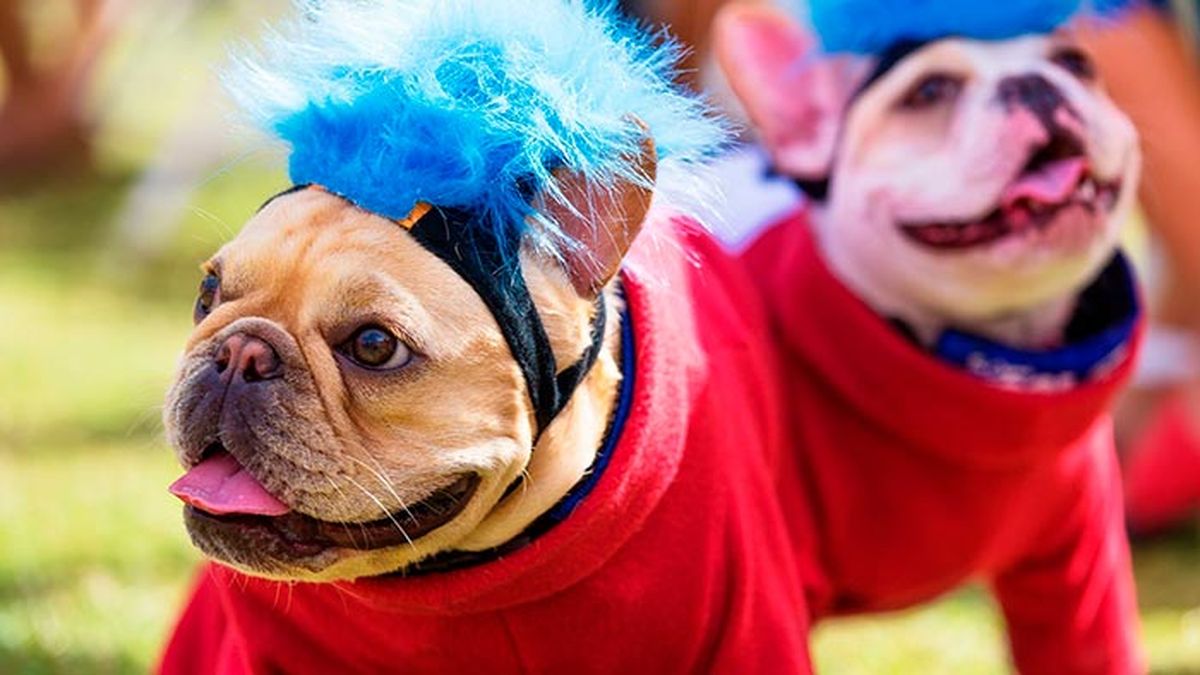 consejos disfraces mascotas 3