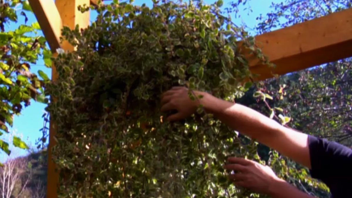 brico 762 plectranthus madagascariensis vigor