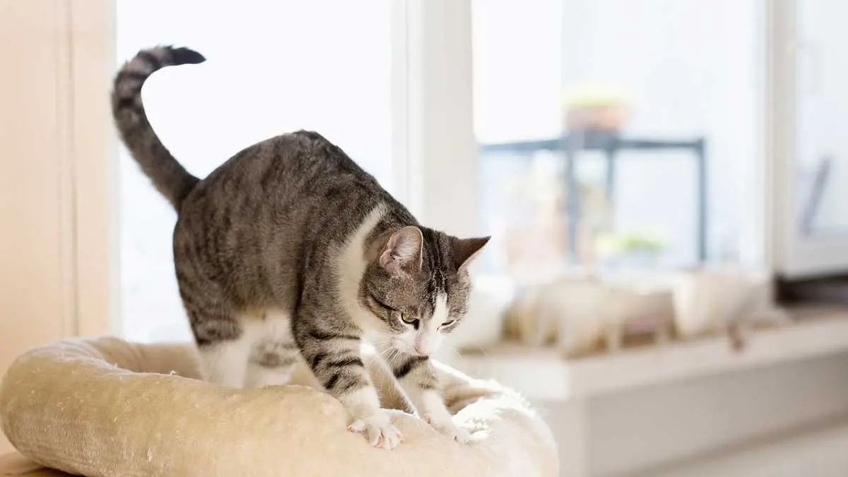 por que mi gato me amasa ok