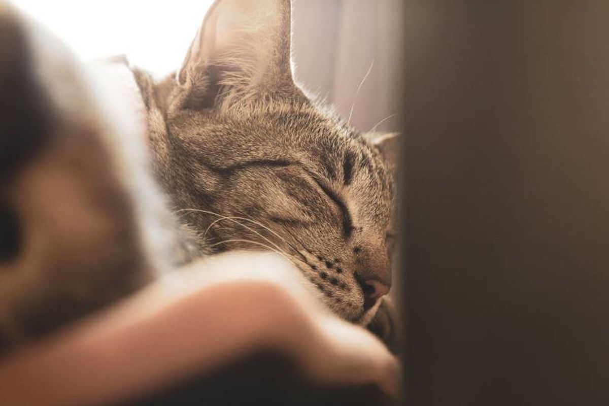 El creciente compromiso con el bienestar animal ha generado una mayor conciencia.