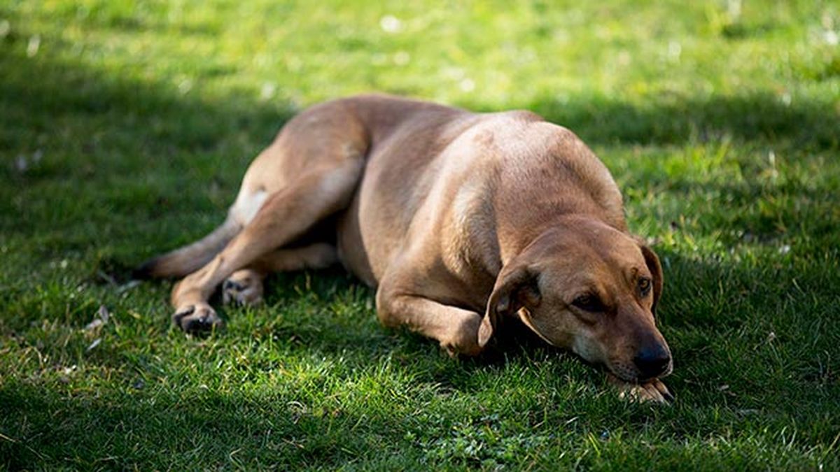 como detectar prevenir el asma en perros 1