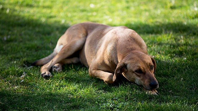 como detectar prevenir el asma en perros 1