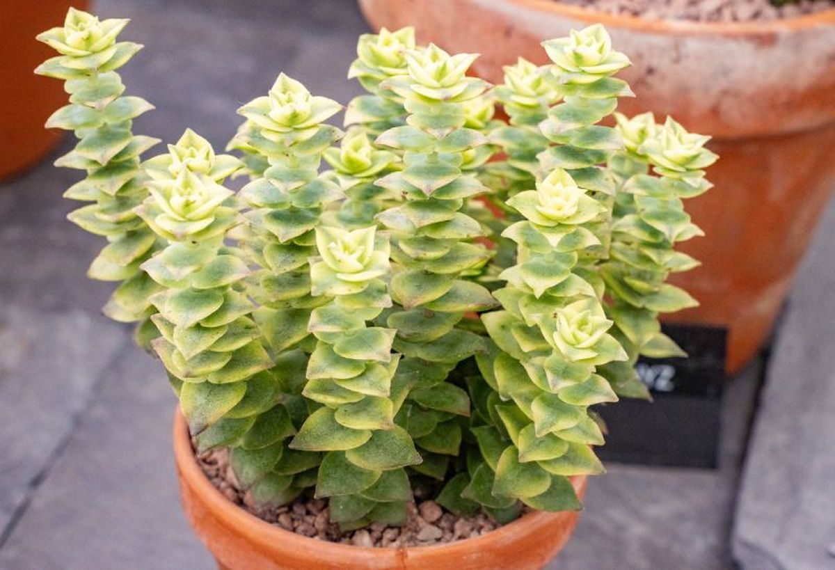 Crassula perforata variegada.