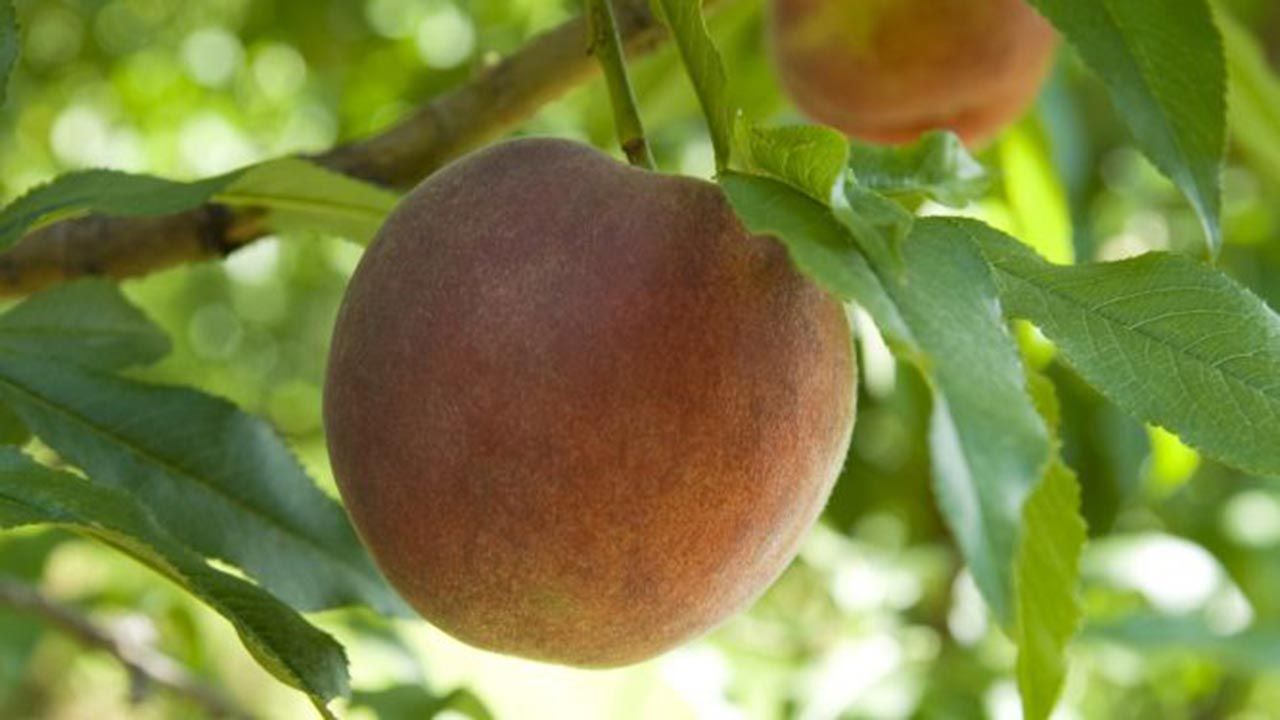 Melocotonero ficha