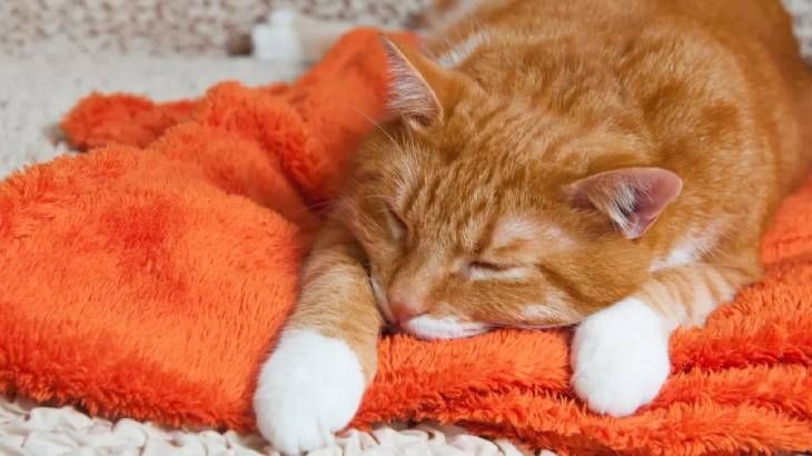 los gatos se despiden antes de morir 10 (1)