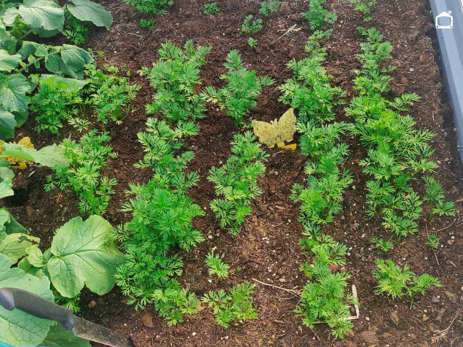plantas en bancal lasaña