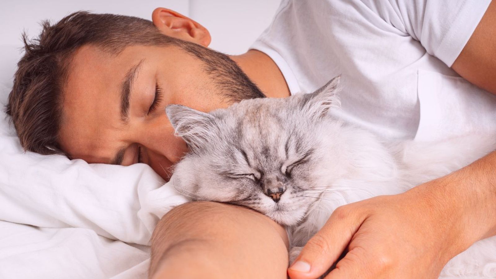 que significa sonar con un gato