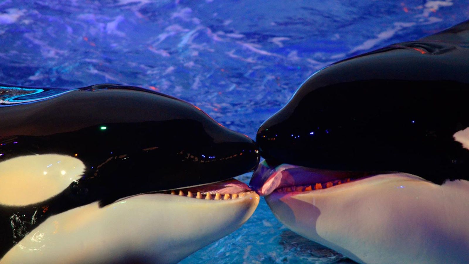 animales fieles a su pareja orcos