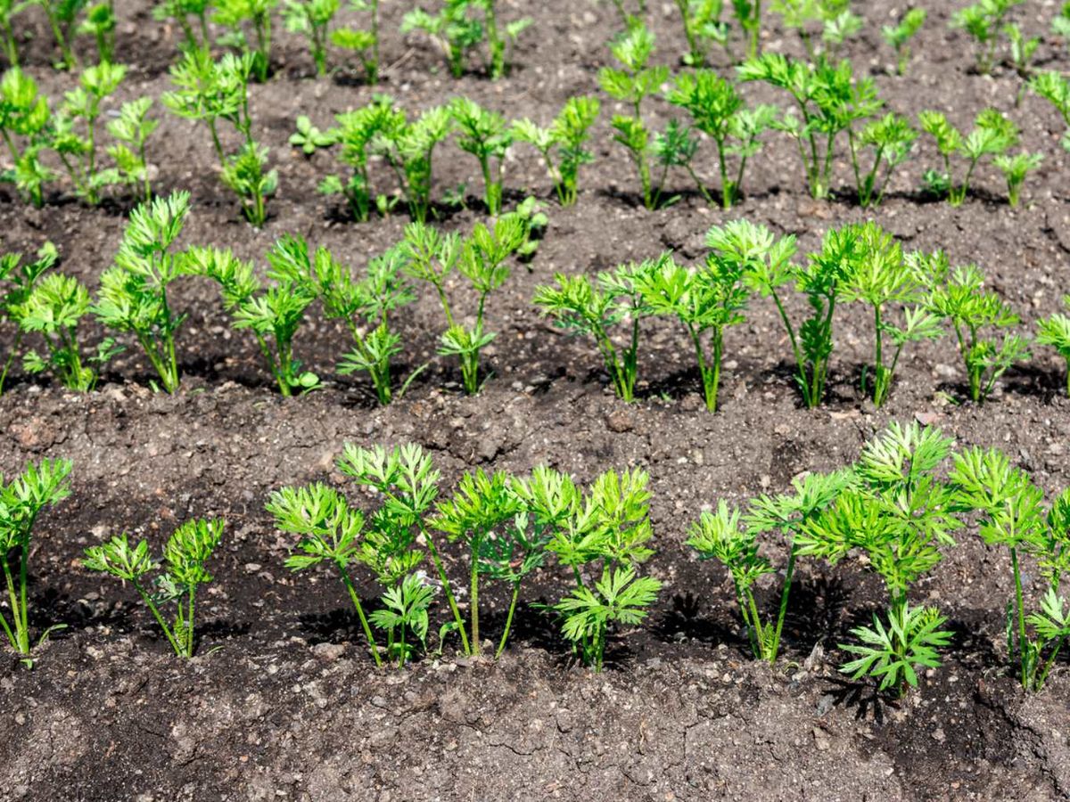 Las hileras deben estar separadas entre sí de 30 a 45 cm.