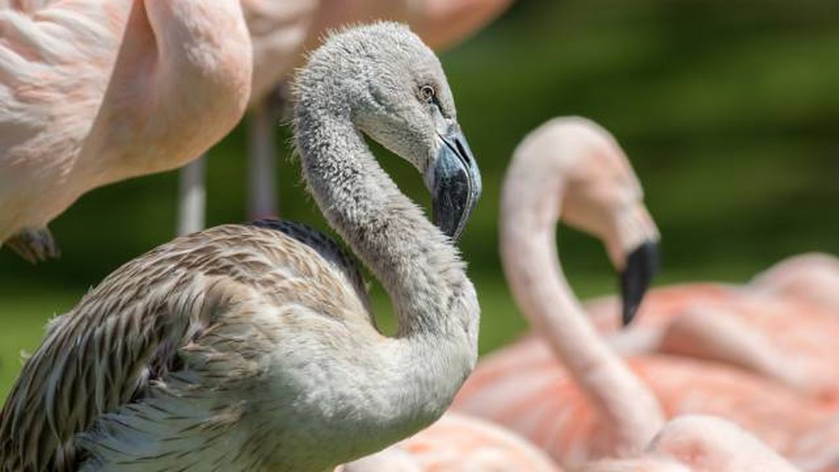 flamencos jovenes plumaje color gris