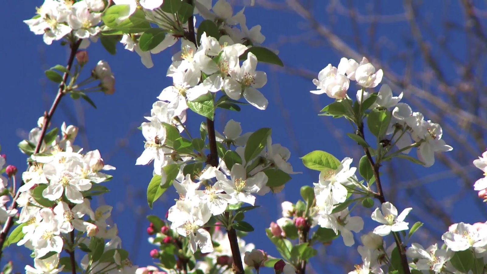deco735 jardineria manzano malus evereste florecer