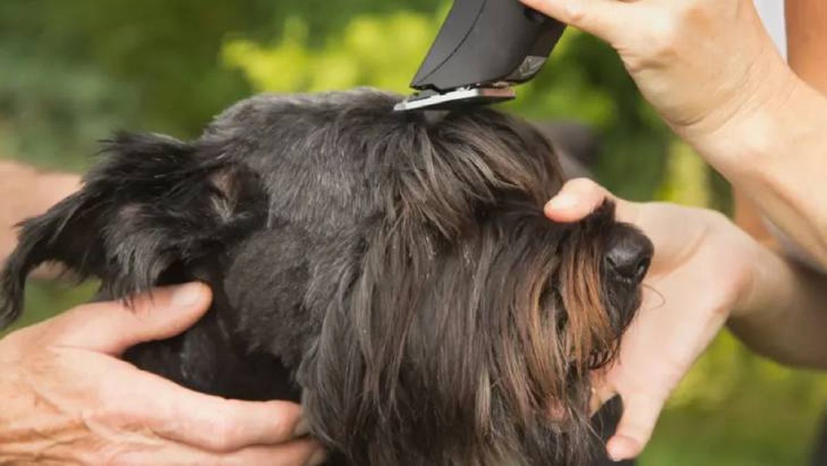 cortadores de pelo para perros 3