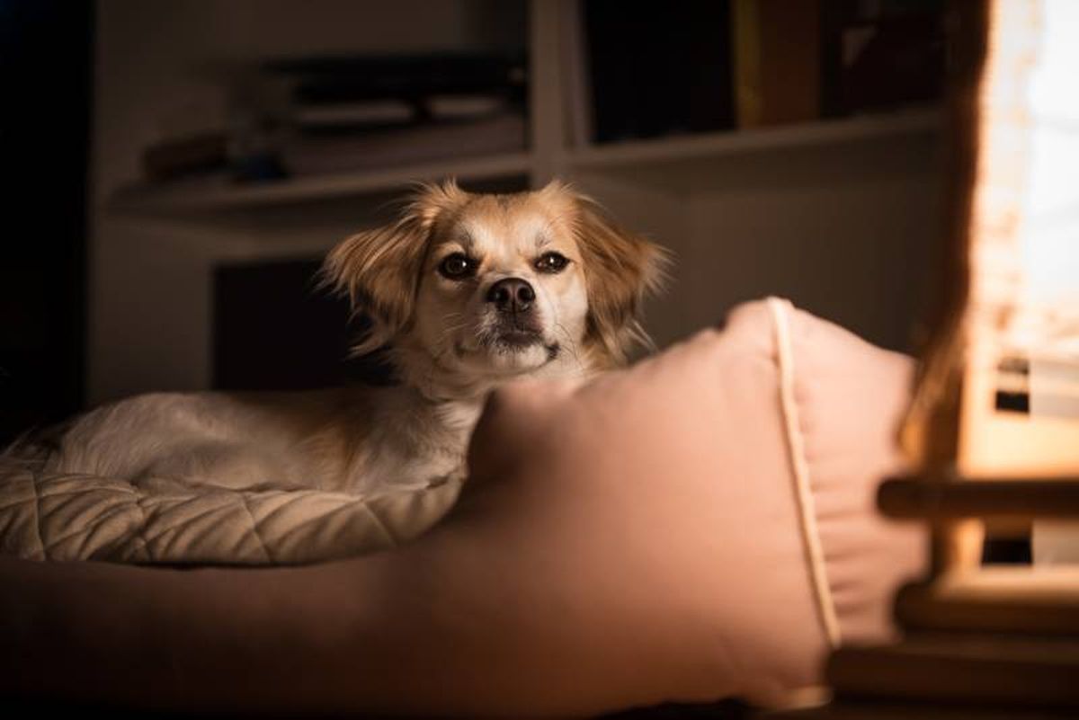 Facilítale un ambiente enriquecido, con juguetes y elementos que lo mantengan entretenido.