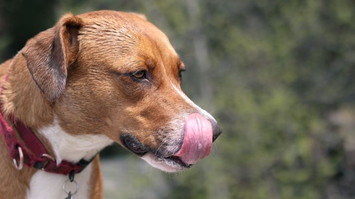 mi perro vomita amarillo 5