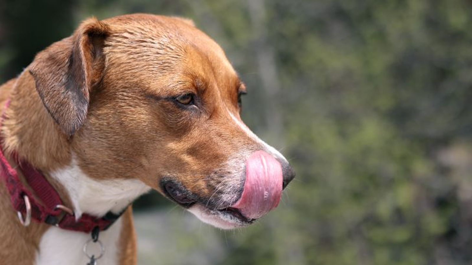 mi perro vomita amarillo 5