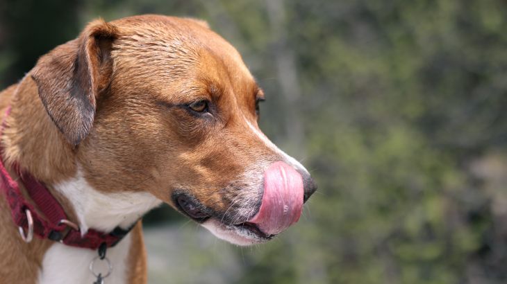 mi perro vomita amarillo 5