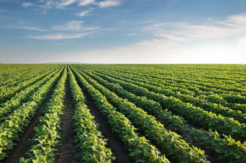 Campos de soja
