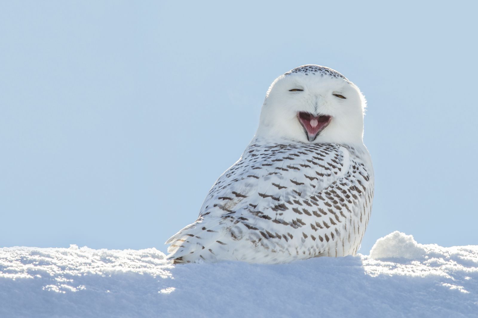 Buho de las nieves bostezando