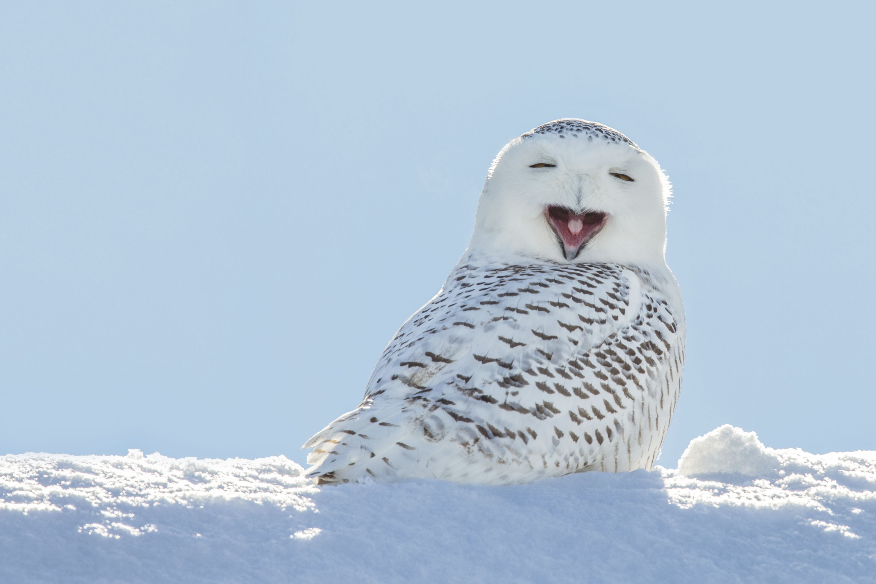 Buho de las nieves bostezando