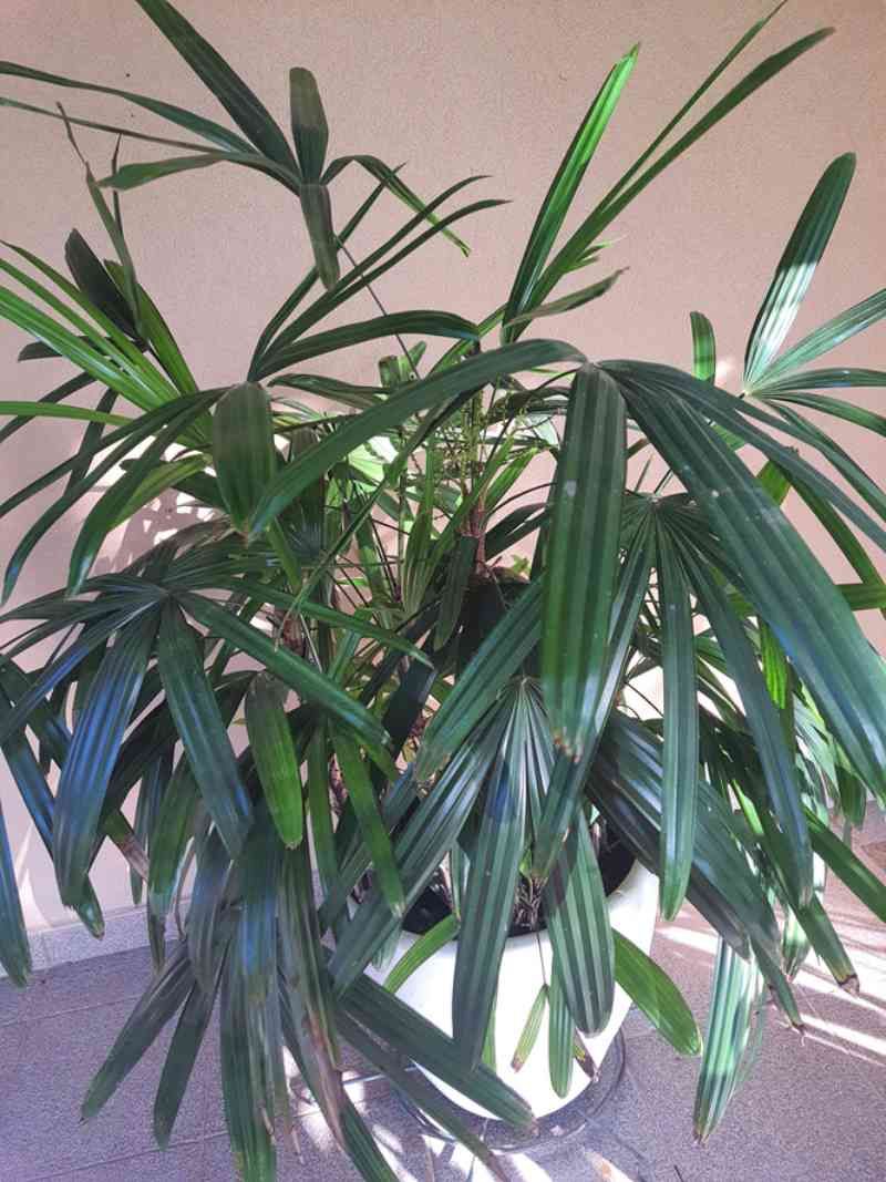 Rhapis excelsa.